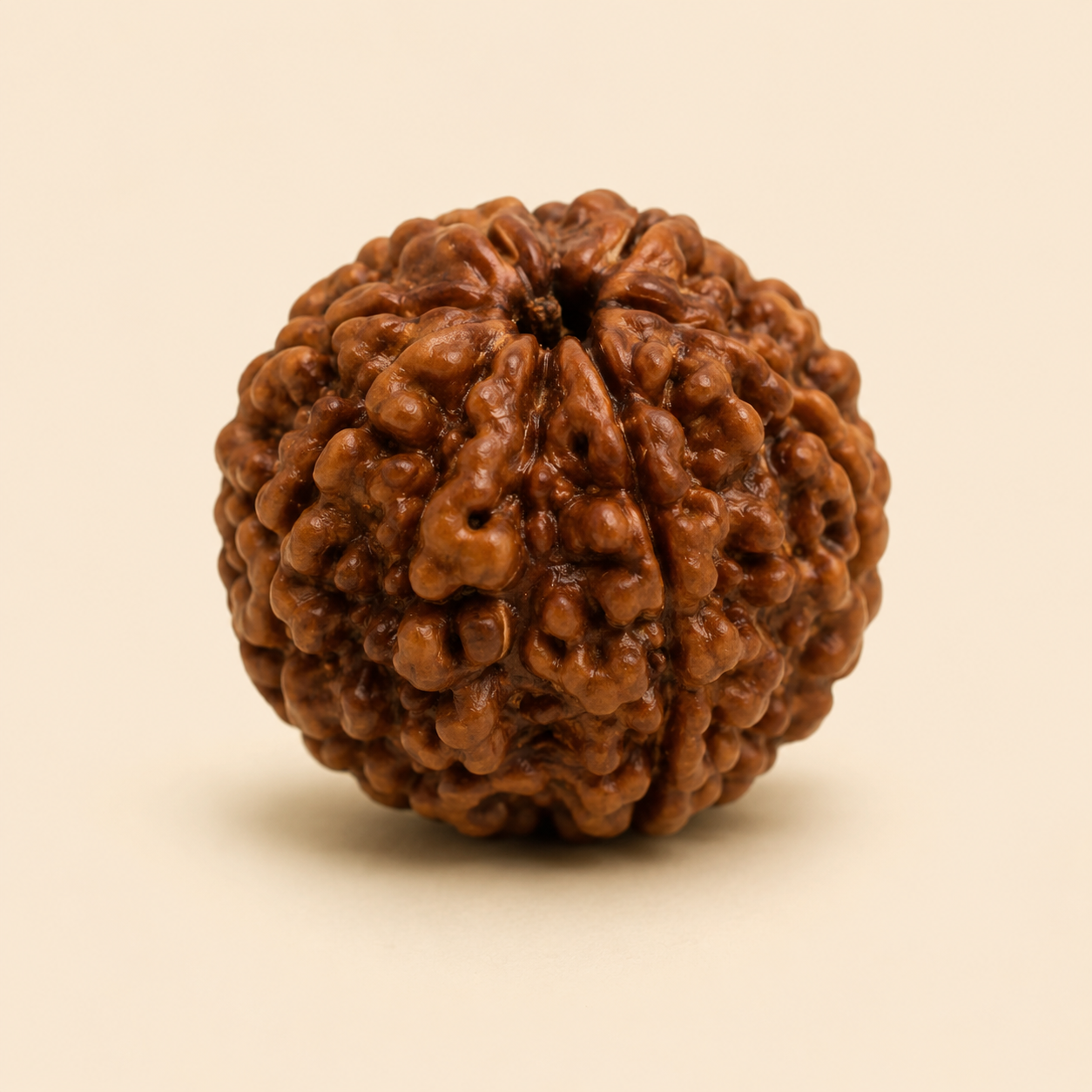 Rudraksha