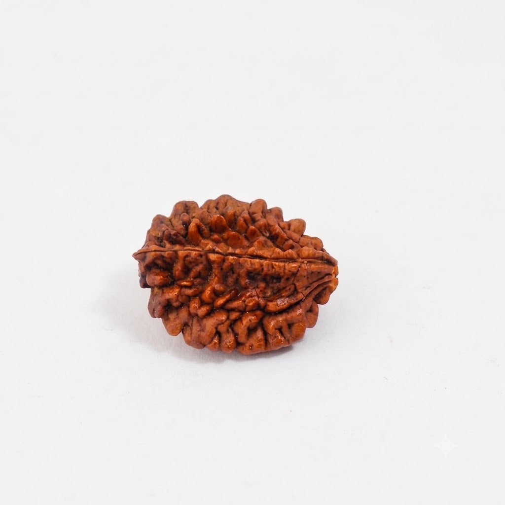 2 Mukhi Rudraksha