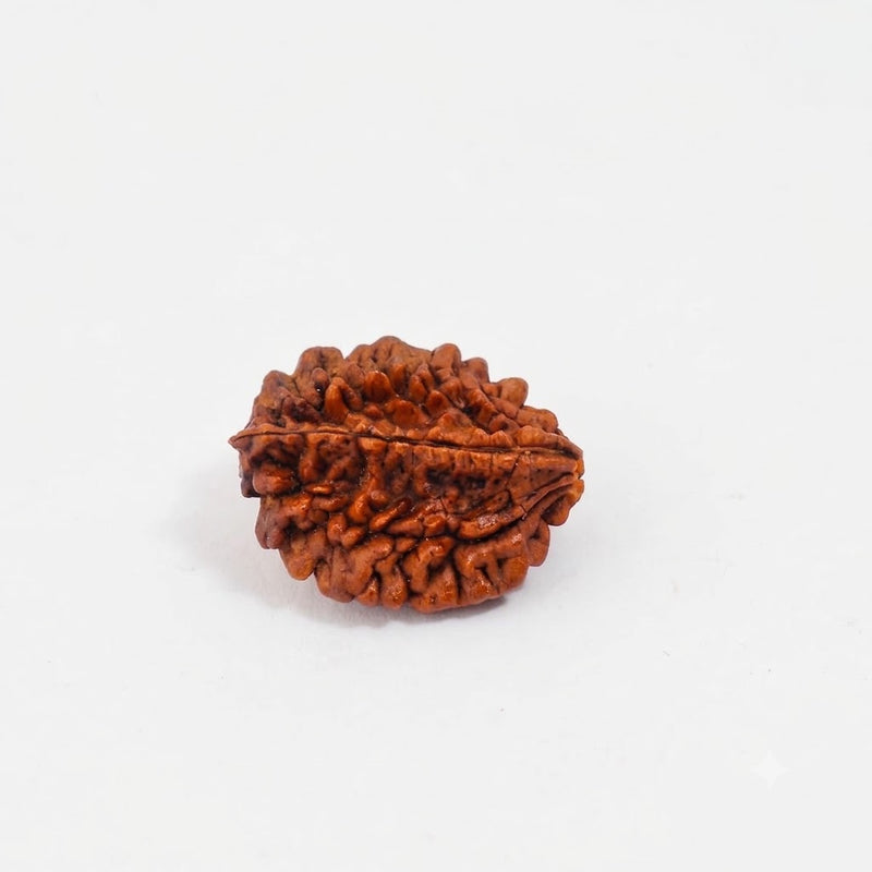 2 Mukhi Rudraksha
