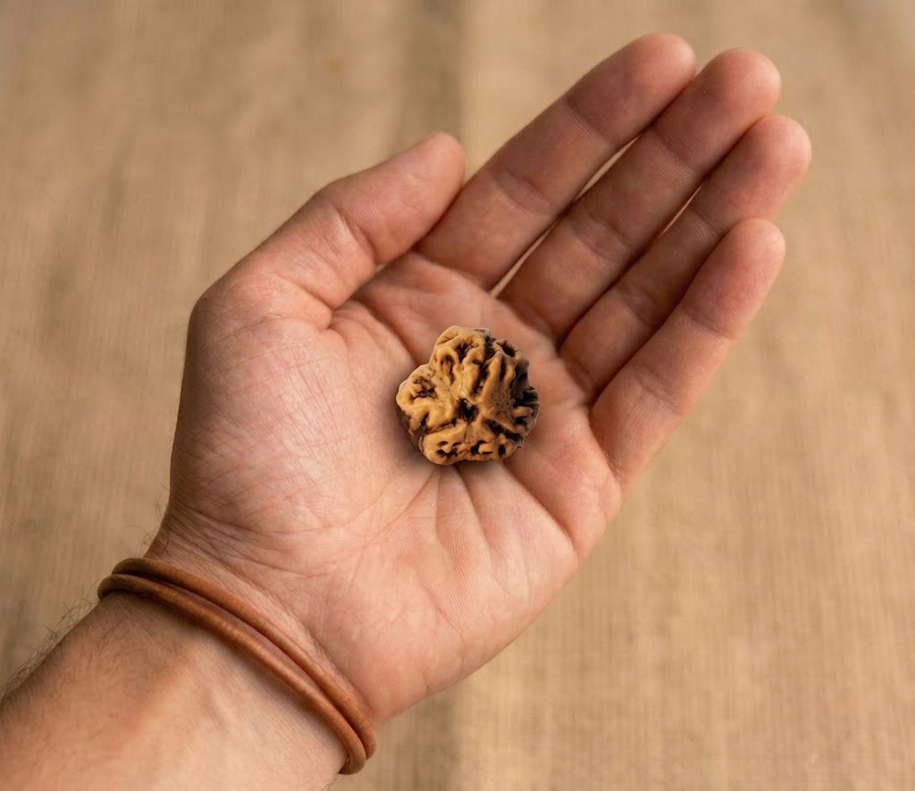 3 Mukhi Rudraksha