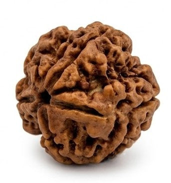 5 Mukhi Rudraksha
