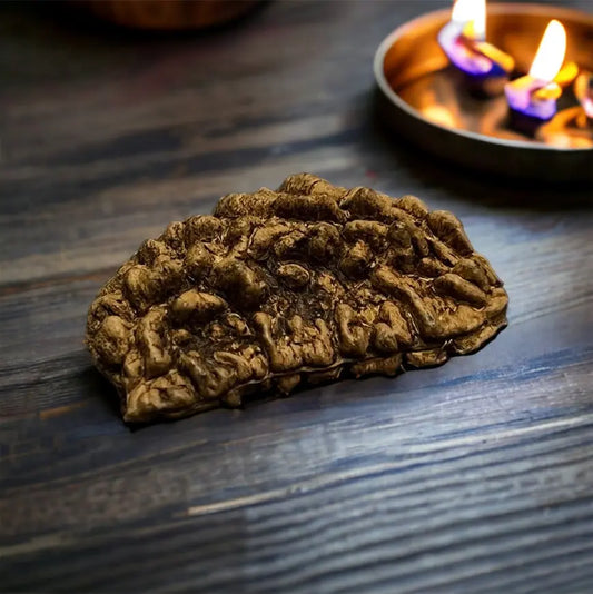 1 Mukhi Indian Rudraksha - Ek Mukhi Nakshatra one