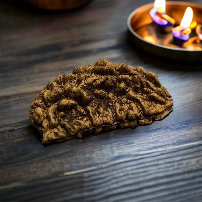 1 Mukhi Indian Rudraksha - Ek Mukhi Nakshatra one
