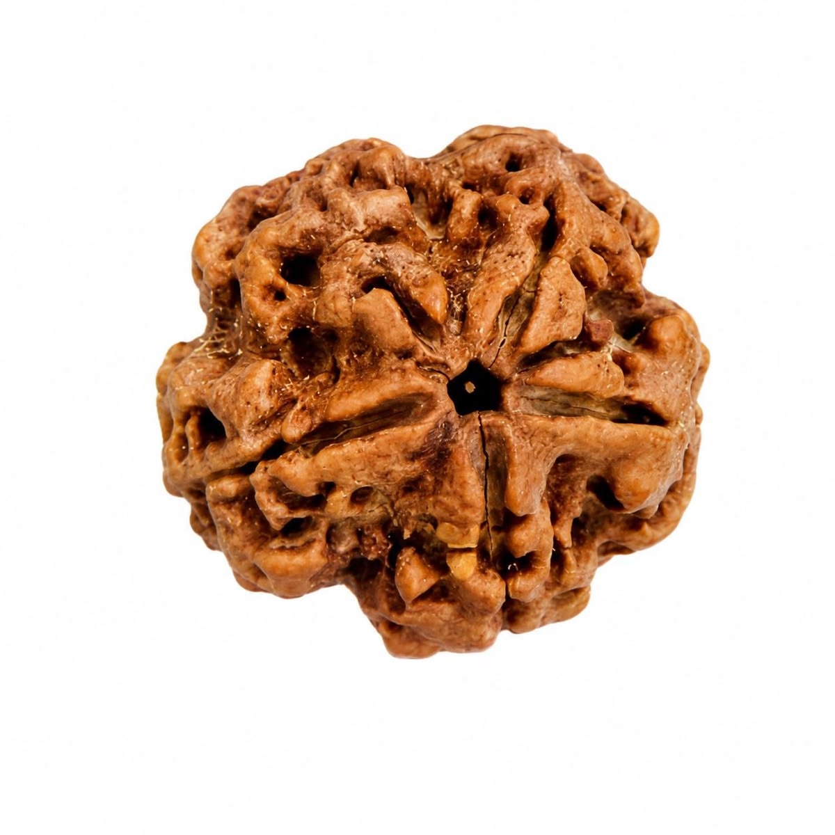 5 Mukhi Rudraksha
