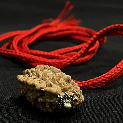 2 Mukhi Indian Rudraksha - Do Mukhi Nakshatra one