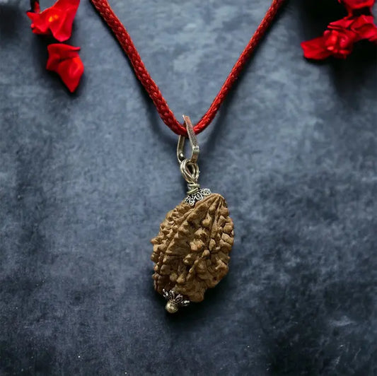 2 Mukhi Indian Rudraksha - Do Mukhi Nakshatra one