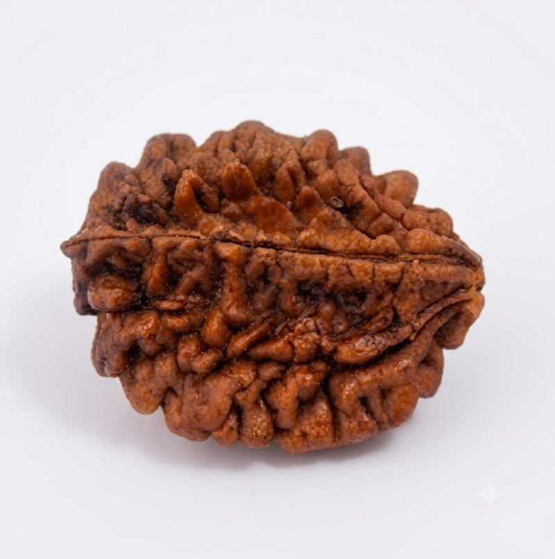 2 Mukhi Rudraksha