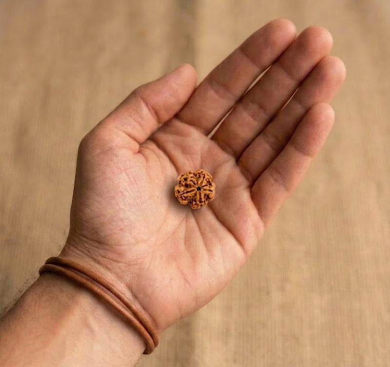 5 Mukhi Rudraksha