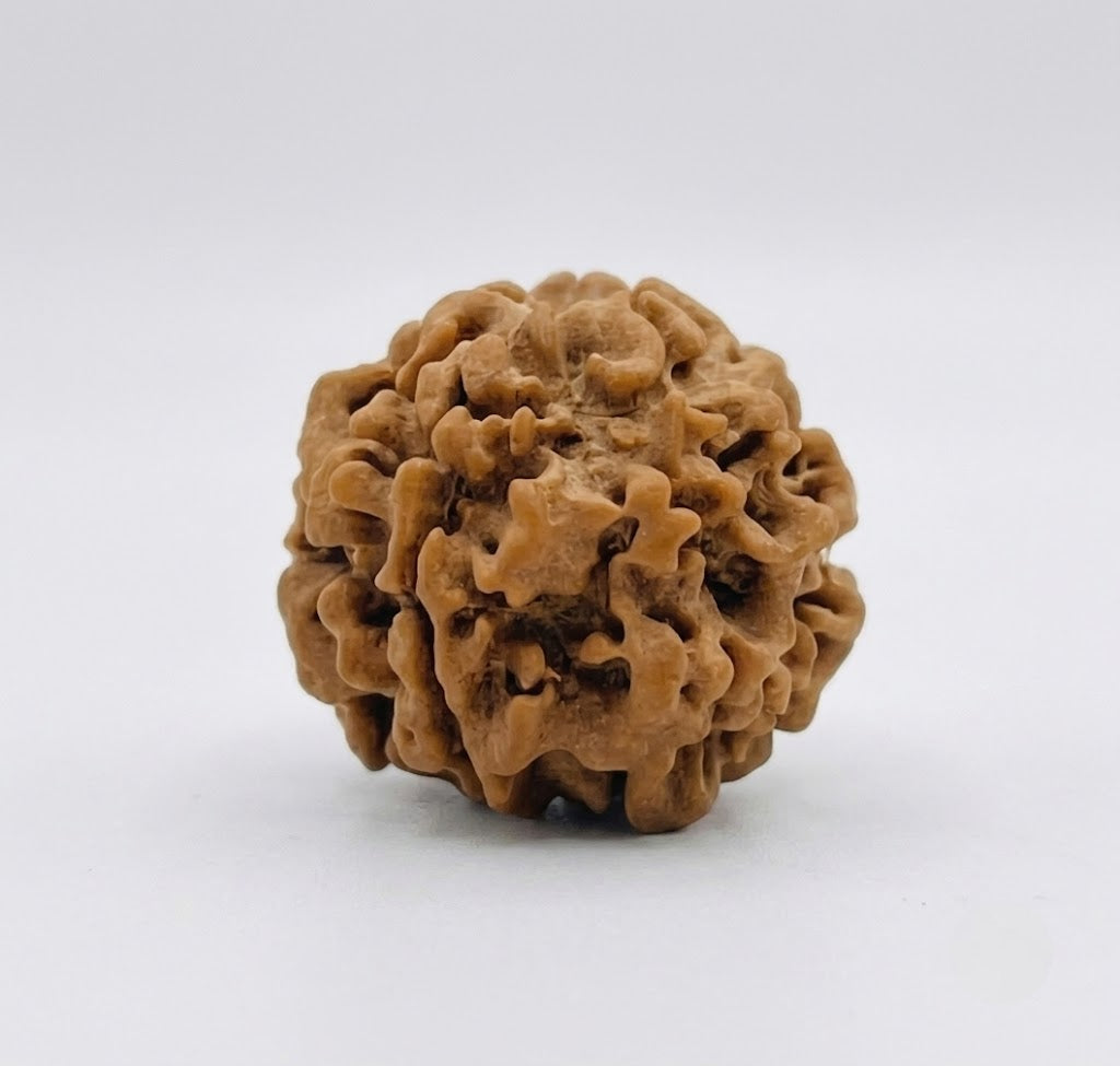 1 Mukhi Rudraksha