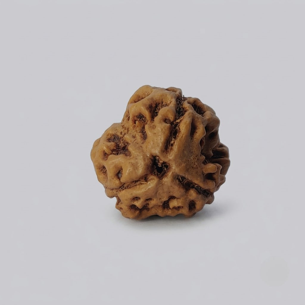 3 Mukhi Rudraksha