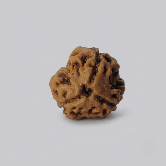 3 Mukhi Rudraksha