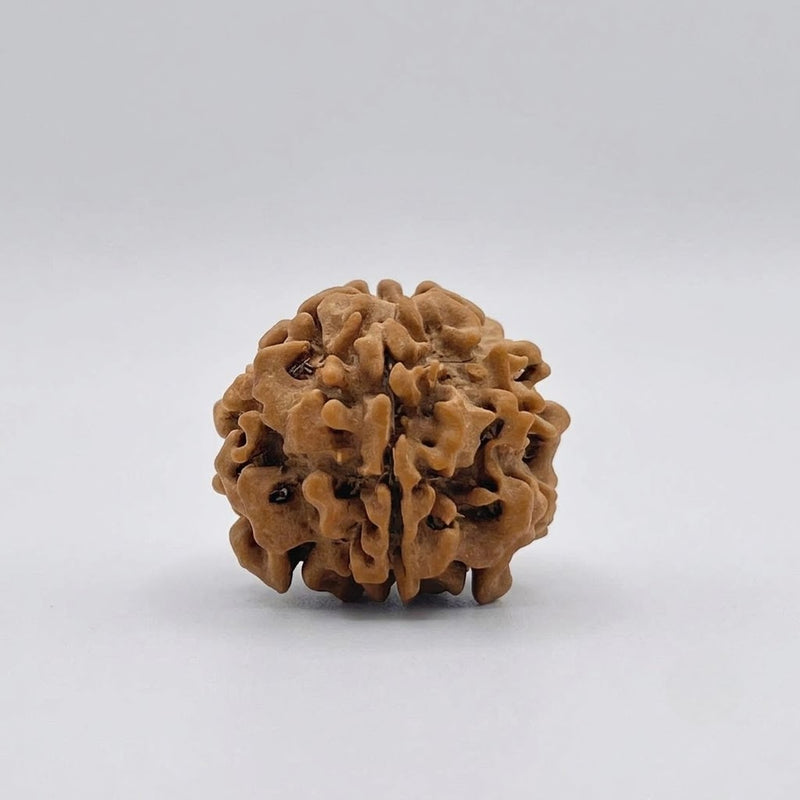1 Mukhi Rudraksha
