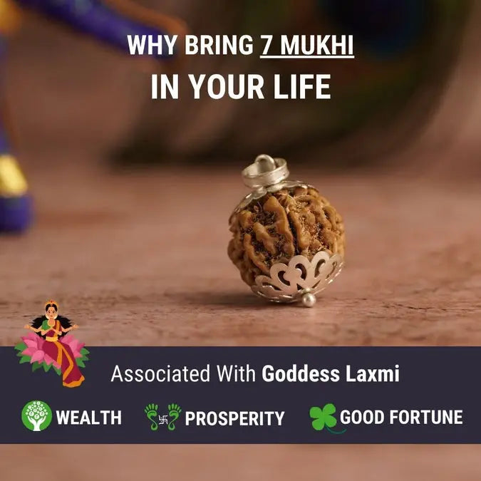 7 Mukhi Nepali Rudraksha - Saat Mukhi Nakshatra one