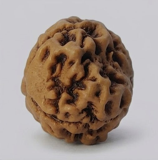 3 Mukhi Rudraksha