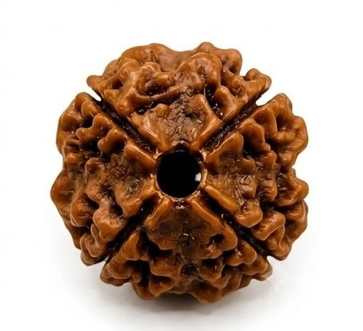 4 Mukhi Rudraksha