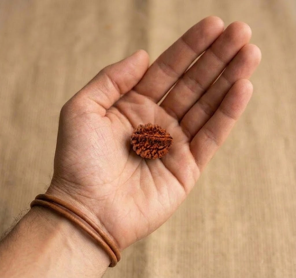 2 Mukhi Rudraksha