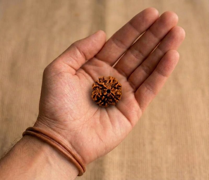 4 Mukhi Rudraksha