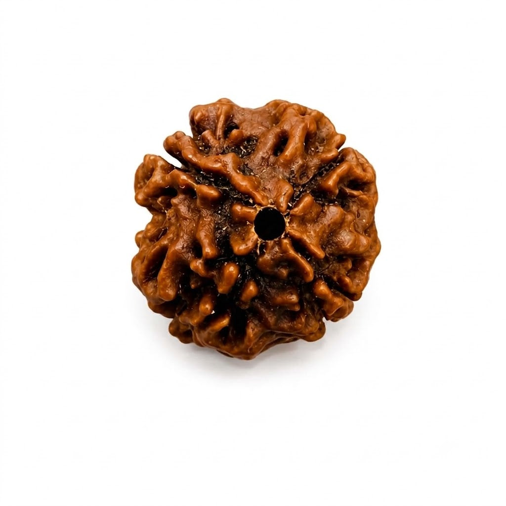 4 Mukhi Rudraksha